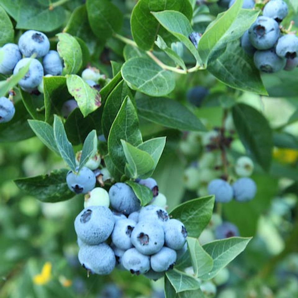 How to Prune Blueberry Bushes and Care for Blueberry Plants Garrett Wade