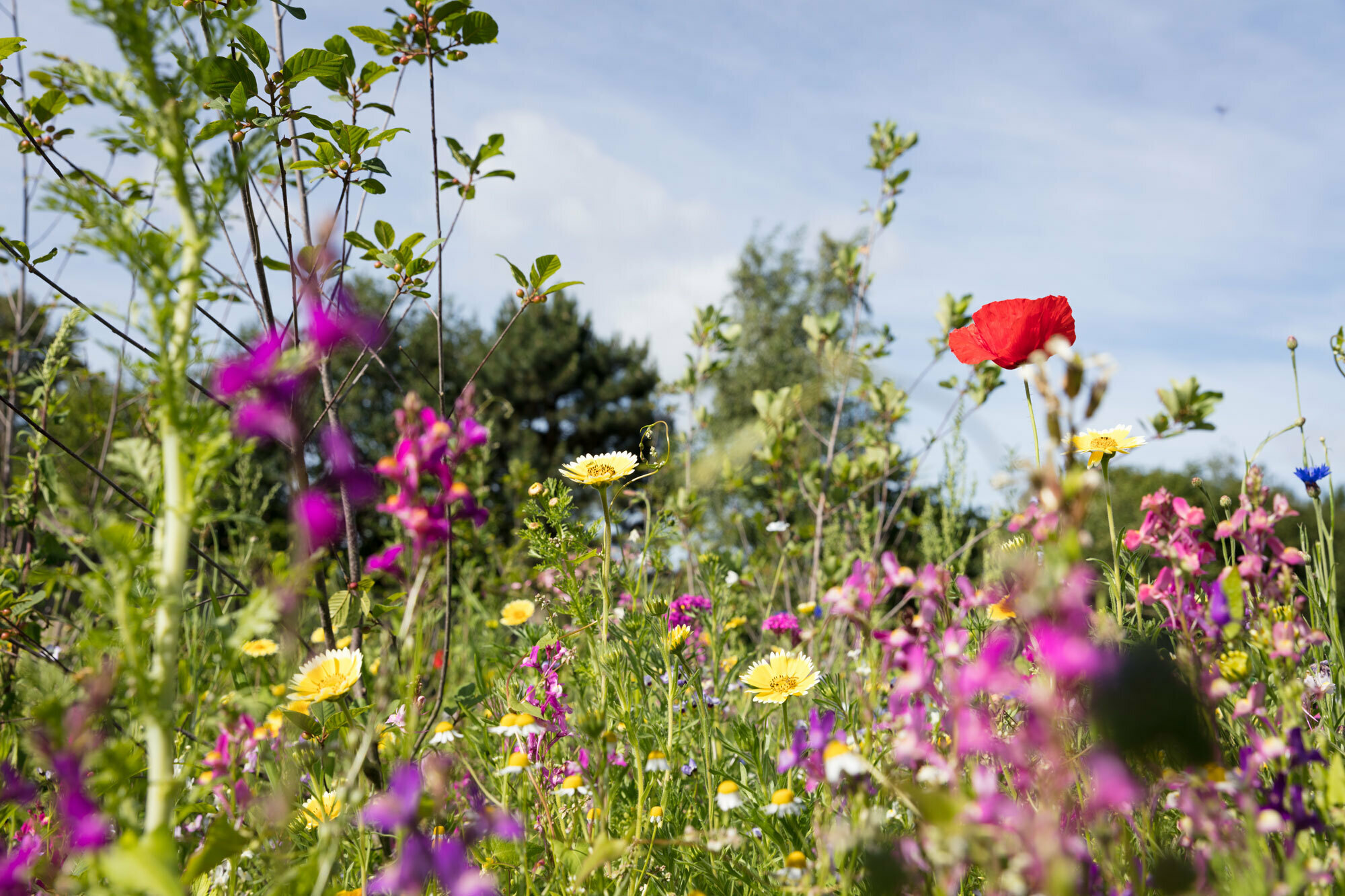 Terra Cotta Watering Vessels