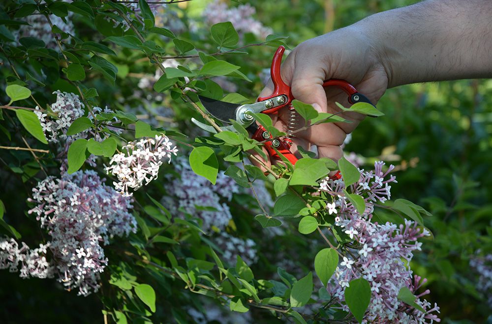 Small Bypass Pruner