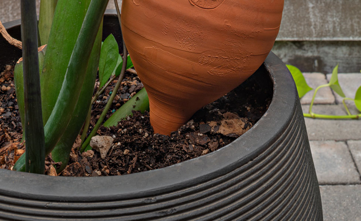 How to Use Olla Irrigation and DIY Olla Tips