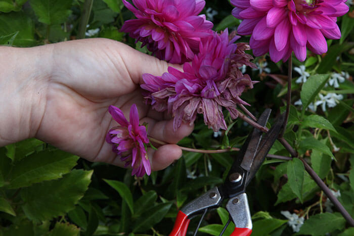 Deadheading Flowers