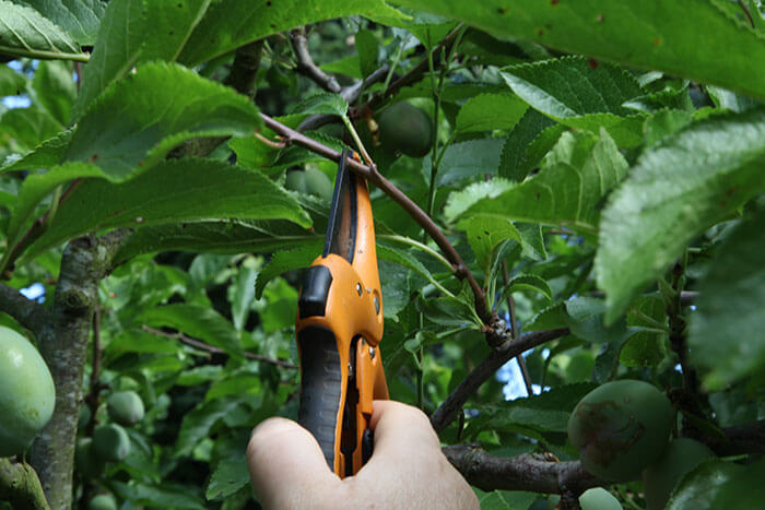 Fruit Pruning