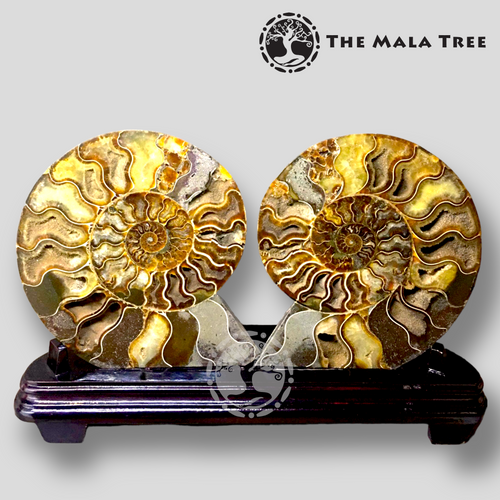 AMMONITE 9.8-inch Sliced Pair with Stand (Lone Piece)
