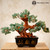 AVENTURINE Money Tree