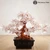 CLEAR QUARTZ Money Tree
