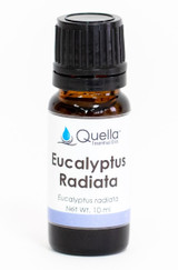 Eucalyptus Radiata 