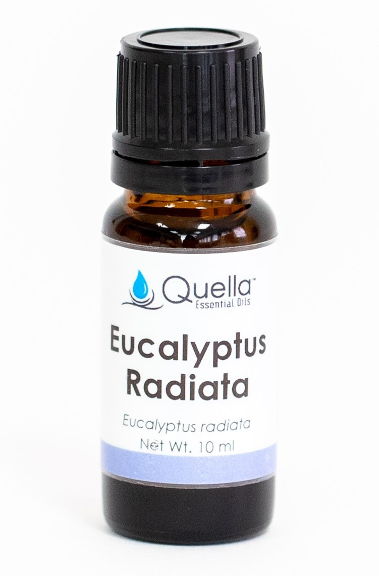 eucalyptus-radiata-quella-essential-oils