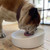 Large Flat Face Ceramic Pet Bowl