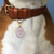 Pet ID Tag