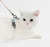 Capsule Cat Harness + Leash