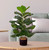 Faux Ficus Lyrata Plant - 2.5 ft