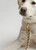 Caramel Nice Grill Leash