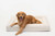 Cloud Boucle Dog Bed