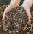 Premium Houseplant Potting Soil