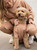 Sandstone Dog Club Hoodie