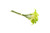 Bouquet de calla vert