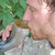 Medieval Norwegian Viking Horn with Leather Belt Holder