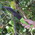Sawback Praying Mantis Hunting Knife Sawback Praying Mantis Hunting Knife