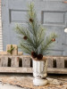 Spray - Southern Pine 24"