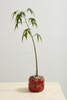 Cucina Pot, Tomato