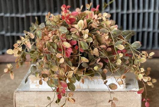 Half Sphere - Bog Pimpernel 12", Red