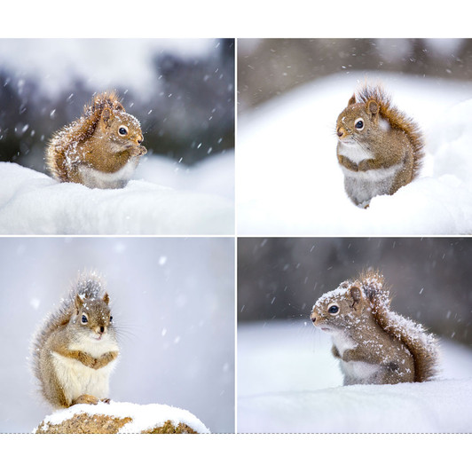 Clothworks - The Secret Life of Squirrels II - 36" Pillow Panels, Mist Gray