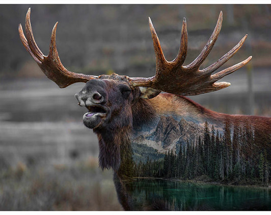 Hoffman California - Call of The Wild - 33" Moose Panel, Deep Earth