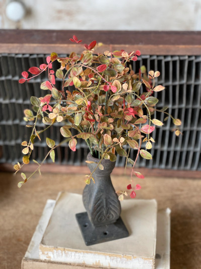 Bush - Bog Pimpernel 12", Red