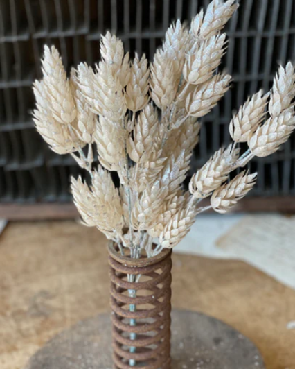 Bush - Pearl Hops 14"