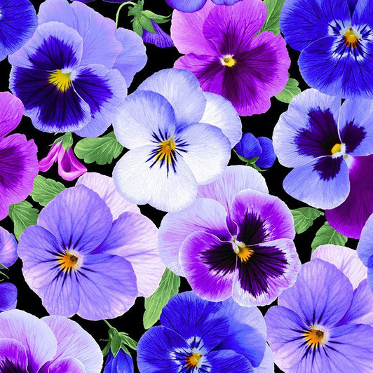 Timeless Treasures - Pansy Perfection - Pansy Large Floral, Pansy