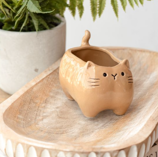 Potato, The Kitten Planter