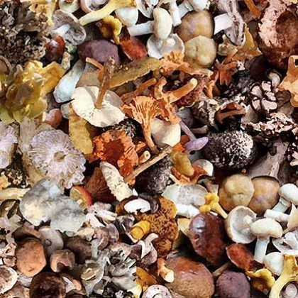 Michael Miller - The Great Outdoors - Foraged Mushrooms, Multi