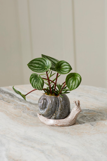 Snail Pot with Saucer