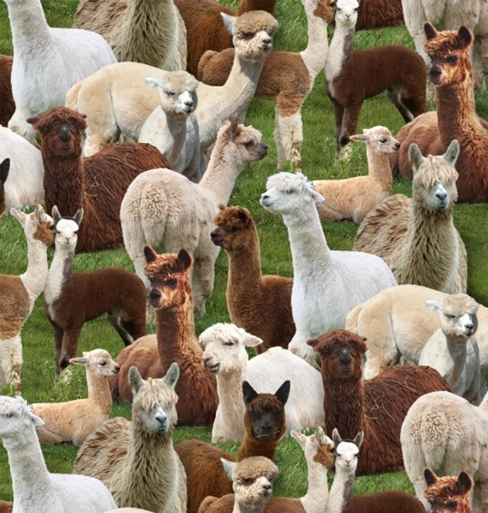 Elizabeth Studio - Farm Animals - Llamas, Green