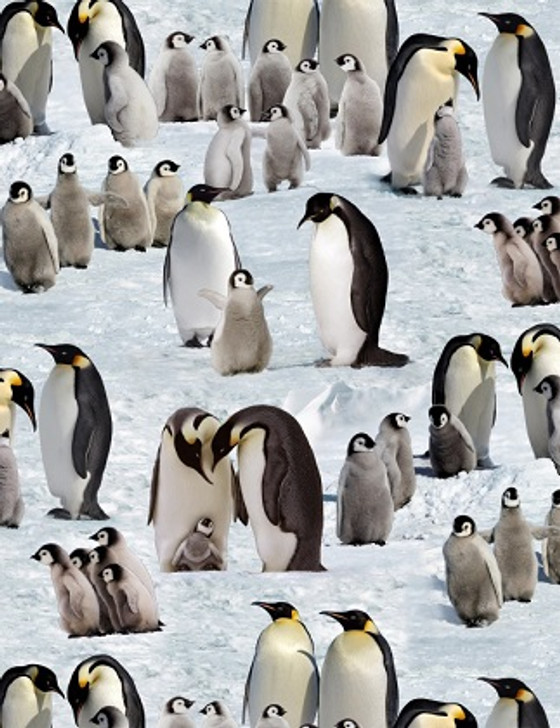 Elizabeth Studio - Penguins - Emperor Penguins, Snow