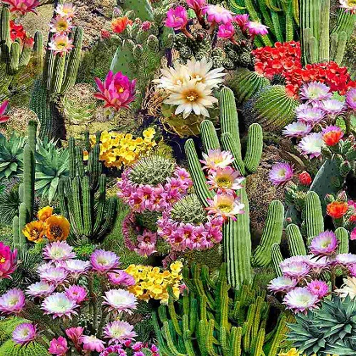 Timeless Treasures - Desert Dreams - Cactus Flowers, Bloom