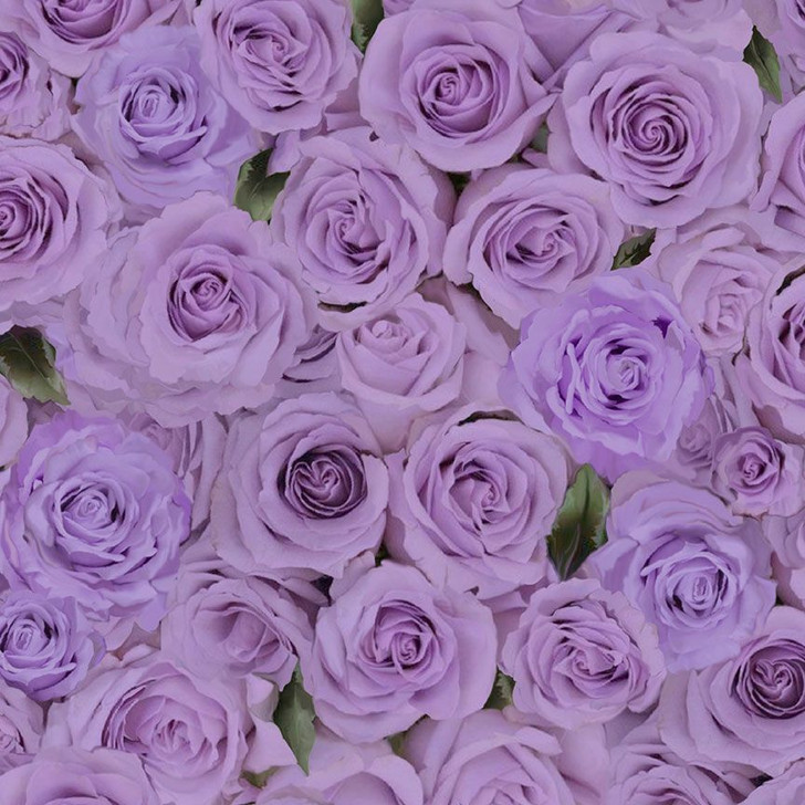 Timeless Treasures - Love Letter - Packed Roses, Purple