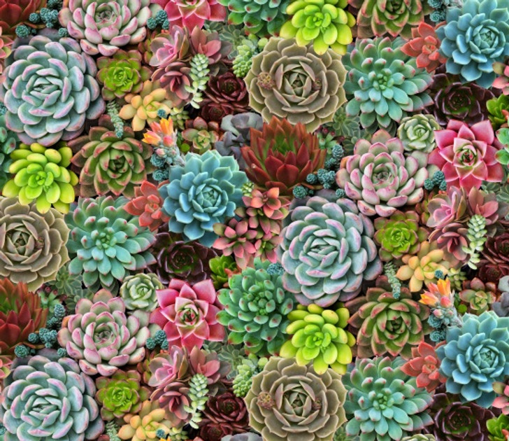 Elizabeth Studio - Succulent Charms - All Over Succulents, Multi