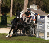 Horse Leg Injuries Prevention: What You Need to Know