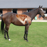 Help! My Horse has been Diagnosed with EIPH.