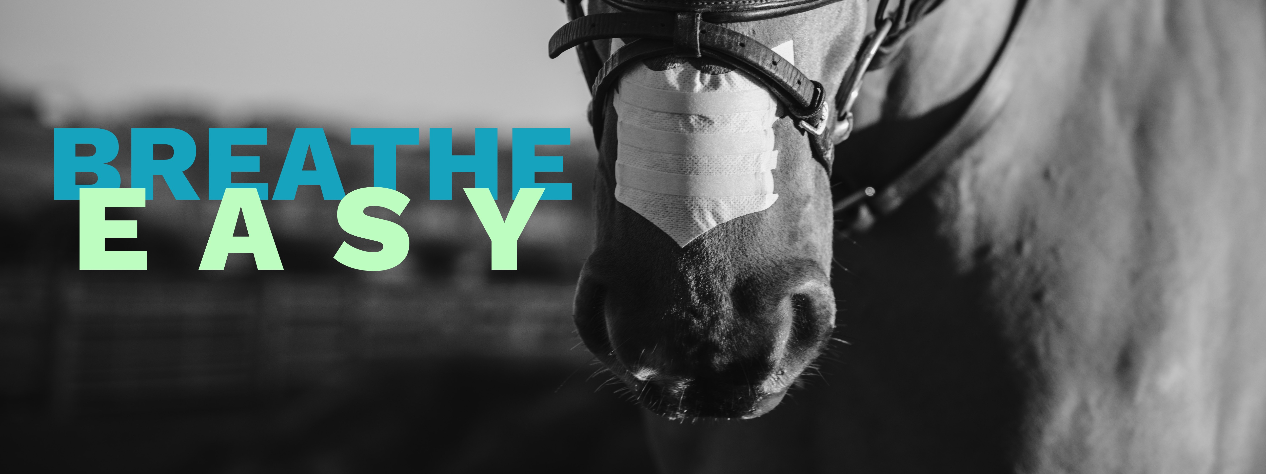 Horse Nasal Strips Horse Breathing Strips from FLAIR®