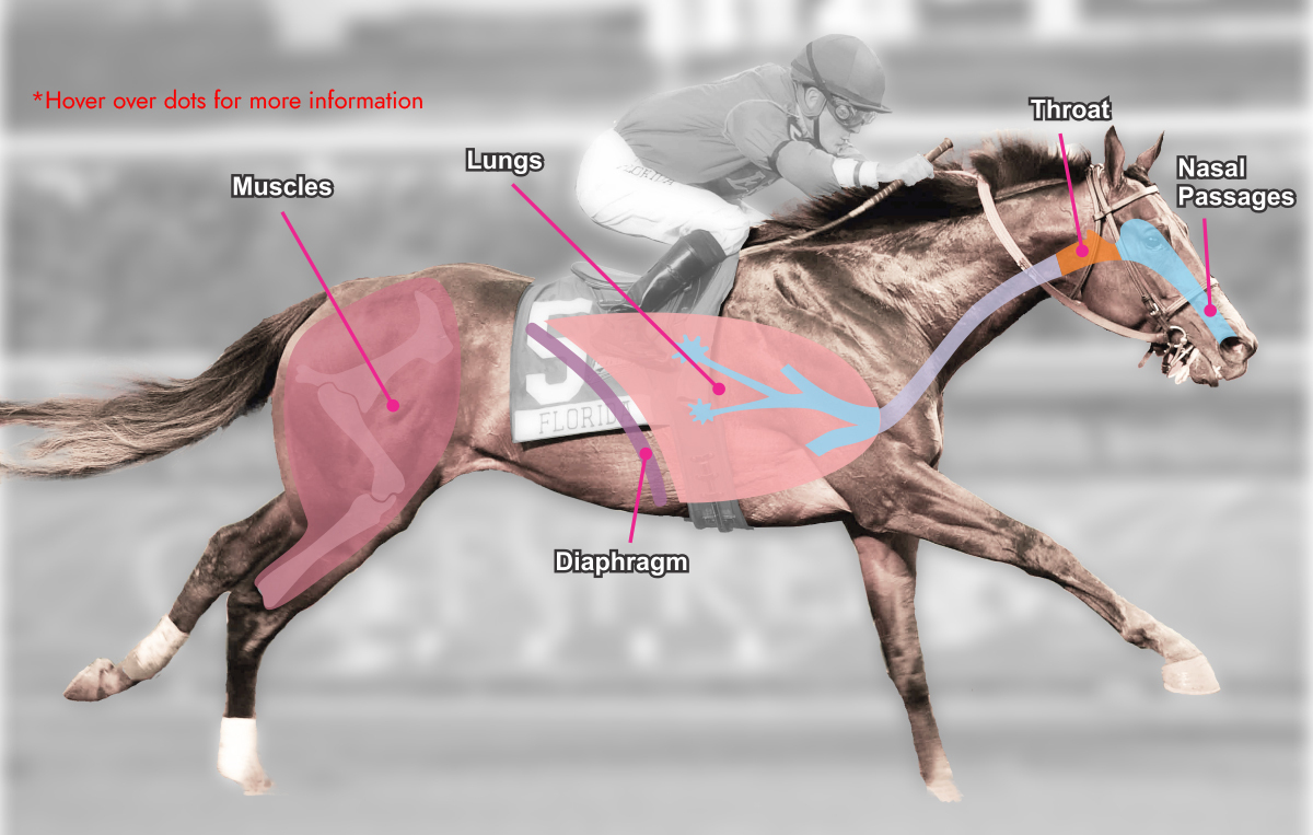 Respiratory Parts Overlay Race Horse