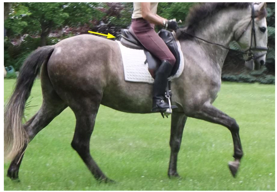 the moment when the rider’s weight has the greatest effect in hollowing the horse’s back in the canter