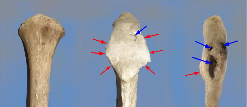 The tip of the dorsal spinous process viewed from behind that shows a normal spine on the left and lesions associated with kissing spines in the center and on the right. 