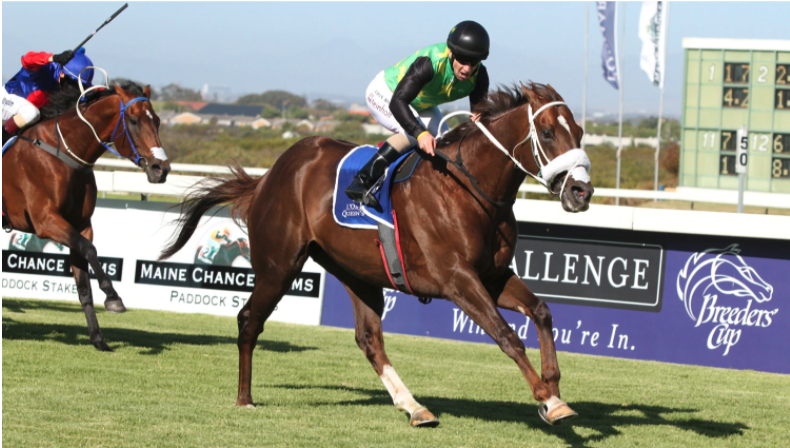 A horse running in the Breeders’ Cup with a FLAIR Strip on its nose.