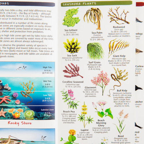 5024-715 Pacific Northwest Beachcomber Pocket Guide