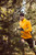6002-083 B Daehlie Winter Run Jacket - Men's