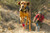 5053-022 Ruffwear Top Rope Collar