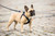 6000-021 Curli Magnetic Vest Harness Air-Mesh