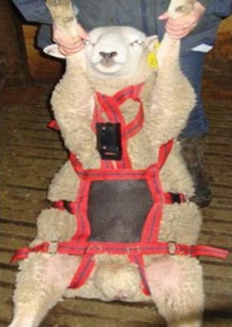 Matingmark No Mate Harness Attachment Ram Harness Sheep Tupping Teaser